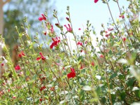 /album/naturellement-votre/dsc-0584-jpg/