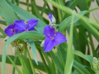 /album/naturellement-votre/dsc-0586-jpg/