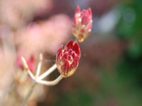 /album/naturellement-votre/dsc-0589-jpg/