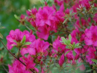 /album/naturellement-votre/dsc-0591-jpg/