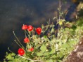 /album/galerie-de-photos-aveyron/dsc-0227-jpg3/